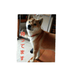 Our dog is mai.（個別スタンプ：5）