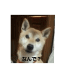 Our dog is mai.（個別スタンプ：11）