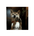 Our dog is mai.（個別スタンプ：13）