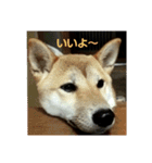 Our dog is mai.（個別スタンプ：16）