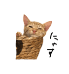 猫の気持ち・改（個別スタンプ：1）