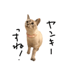 猫の気持ち・改（個別スタンプ：3）