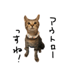 猫の気持ち・改（個別スタンプ：4）
