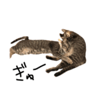 猫の気持ち・改（個別スタンプ：5）