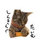 猫の気持ち・改（個別スタンプ：8）