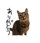 猫の気持ち・改（個別スタンプ：11）