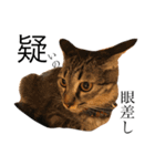 猫の気持ち・改（個別スタンプ：12）