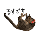猫の気持ち・改（個別スタンプ：14）