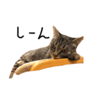 猫の気持ち・改（個別スタンプ：15）