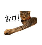 猫の気持ち・改（個別スタンプ：16）