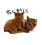 猫の気持ち・改（個別スタンプ：17）