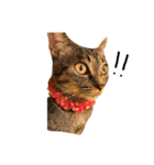 猫の気持ち・改（個別スタンプ：18）