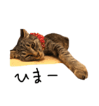 猫の気持ち・改（個別スタンプ：19）