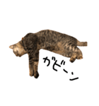 猫の気持ち・改（個別スタンプ：20）