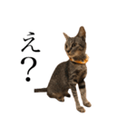 猫の気持ち・改（個別スタンプ：21）