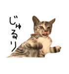 猫の気持ち・改（個別スタンプ：23）