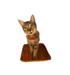 猫の気持ち・改（個別スタンプ：29）