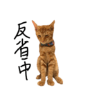 猫の気持ち・改（個別スタンプ：30）