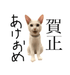 猫の気持ち・改（個別スタンプ：32）
