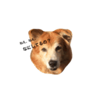 The dog "tesu" 2（個別スタンプ：1）