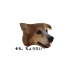 The dog "tesu" 2（個別スタンプ：2）