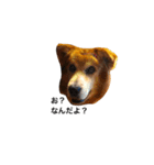 The dog "tesu" 2（個別スタンプ：3）