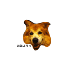 The dog "tesu" 2（個別スタンプ：4）