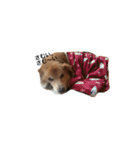 The dog "tesu" 2（個別スタンプ：5）