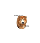 The dog "tesu" 2（個別スタンプ：6）