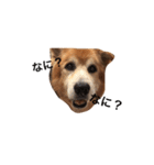 The dog "tesu" 2（個別スタンプ：7）
