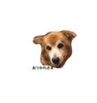 The dog "tesu" 2（個別スタンプ：8）