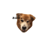 The dog "tesu" 2（個別スタンプ：9）