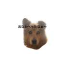 The dog "tesu" 2（個別スタンプ：10）