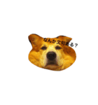 The dog "tesu" 2（個別スタンプ：11）