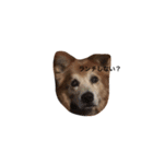 The dog "tesu" 2（個別スタンプ：12）