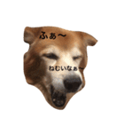 The dog "tesu" 2（個別スタンプ：13）