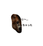 The dog "tesu" 2（個別スタンプ：14）