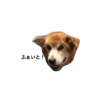 The dog "tesu" 2（個別スタンプ：16）
