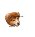 The dog "tesu" 2（個別スタンプ：17）