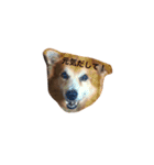 The dog "tesu" 2（個別スタンプ：18）
