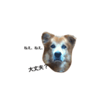 The dog "tesu" 2（個別スタンプ：19）