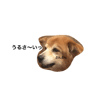 The dog "tesu" 2（個別スタンプ：20）