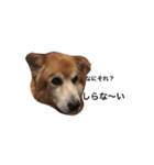 The dog "tesu" 2（個別スタンプ：21）