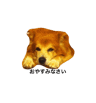The dog "tesu" 2（個別スタンプ：22）