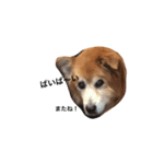 The dog "tesu" 2（個別スタンプ：24）