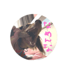 チョコタンダックスのココ（個別スタンプ：3）