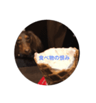 チョコタンダックスのココ（個別スタンプ：8）