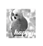 白黒いんこちゃん(セキセイインコ)（個別スタンプ：1）