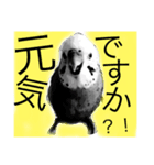 白黒いんこちゃん(セキセイインコ)（個別スタンプ：4）