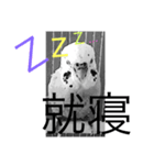 白黒いんこちゃん(セキセイインコ)（個別スタンプ：6）